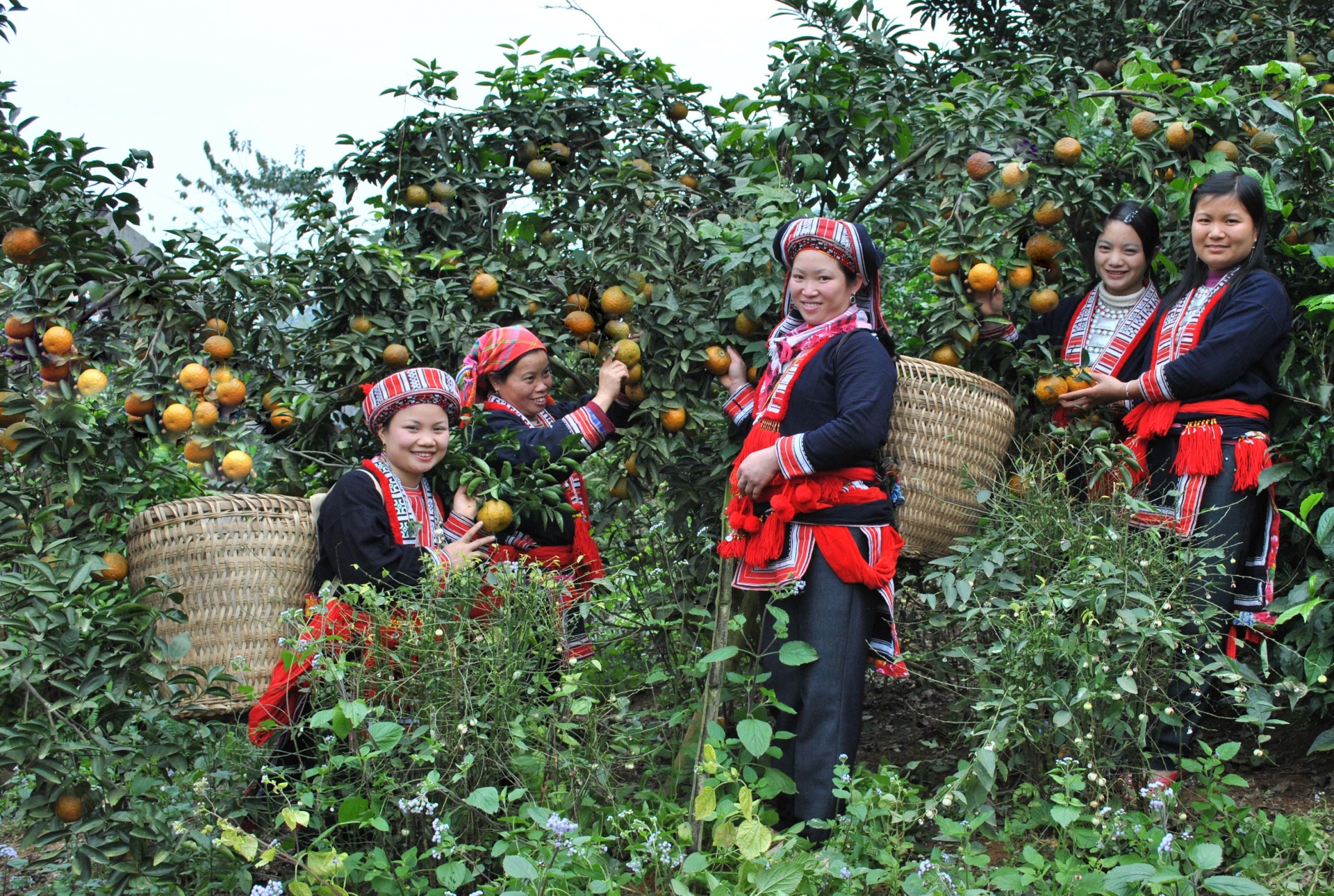 Cam sành VietGap Thượng Bằng