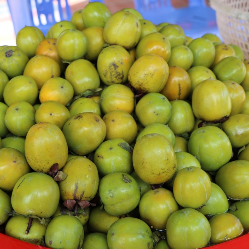 Hồng không hạt Quản Bạ