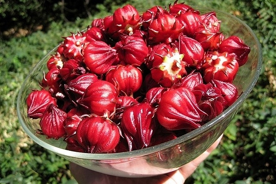 Hoa Caotiso Hà Giang