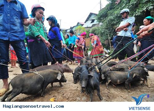Lợn cắp nách Hà Giang