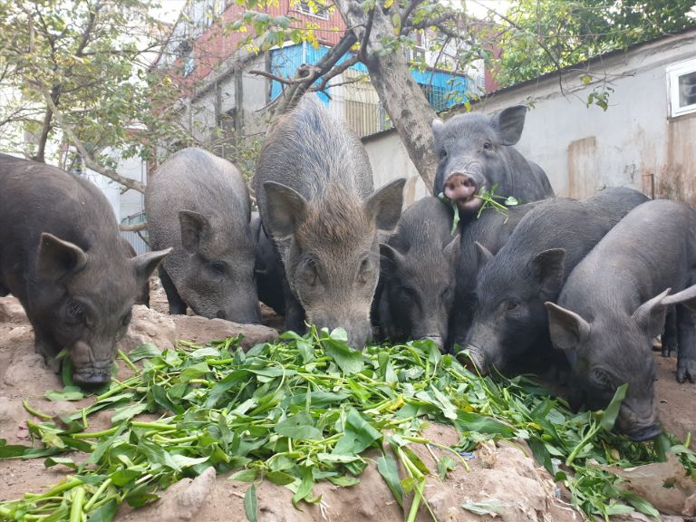 Lợn đen Hà Giang!