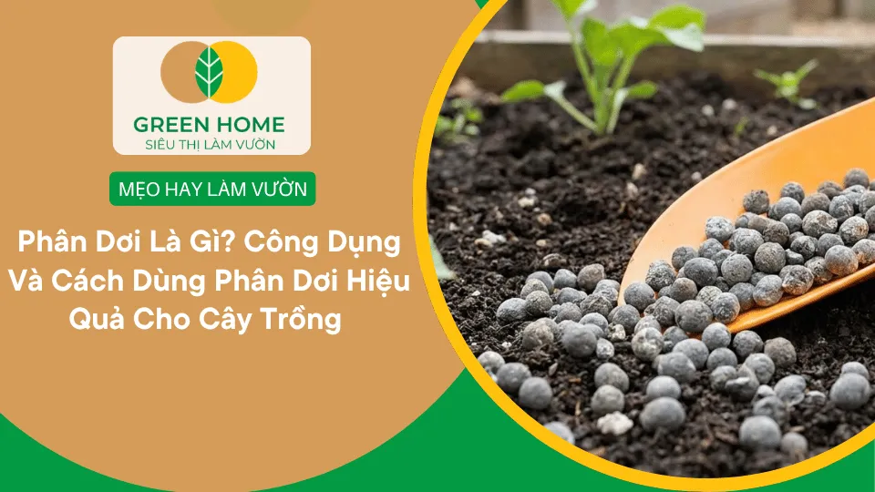 Phân Dê Là Gì? Công Dụng, Cách Bón Và Lưu Ý Sử Dụng Hiệu Quả Cho Cây Trồng