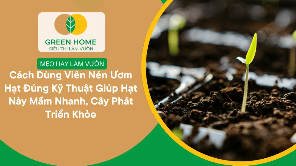 Cách Dùng Viên Nén Ươm Hạt Đúng Kỹ Thuật Giúp Hạt Nảy Mầm Nhanh, Cây Phát Triển Khỏe