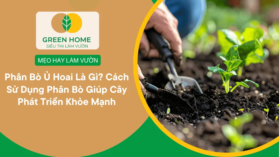 Phân Bò Ủ Hoai Là Gì? Cách Sử Dụng Phân Bò Giúp Cây Phát Triển Khỏe Mạnh