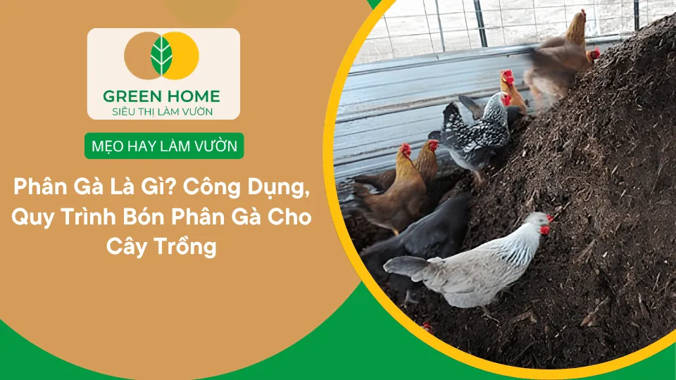 Phân Gà Là Gì? Công Dụng, Quy Trình Bón Phân Gà Cho Cây Trồng