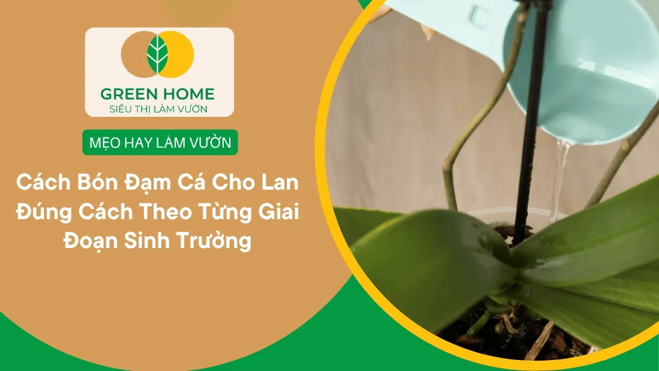 Cách Bón Đạm Cá Cho Lan Đúng Cách Theo Từng Giai Đoạn Sinh Trưởng