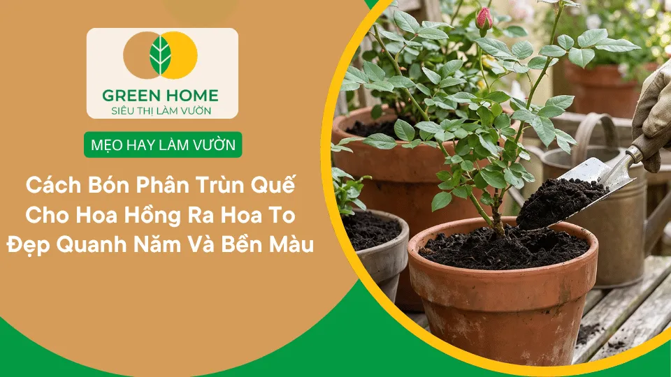 Cách Bón Phân Trùn Quế Cho Hoa Hồng Ra Hoa To Đẹp Quanh Năm Và Bền Màu