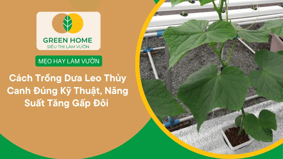 Cách Trồng Dưa Leo Thủy Canh Đúng Kỹ Thuật, Năng Suất Tăng Gấp Đôi