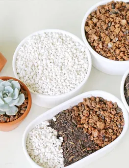 Giá Thể Trồng Cây Chất Lượng Cao Giúp Cây Phát Triển Khỏe
