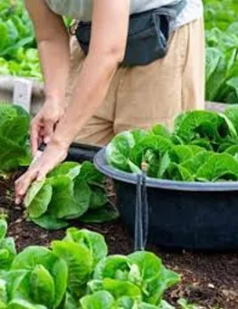 Hạt Giống Rau ăn Lá Chất Lượng Cao, đa Dạng Dễ Gieo Trồng
