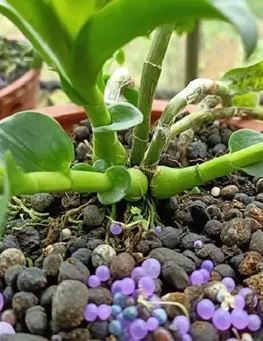 Phân Tan Chậm Bón 1 Lần Hiệu Quả Lâu Dài Tiết Kiệm Chi Phí