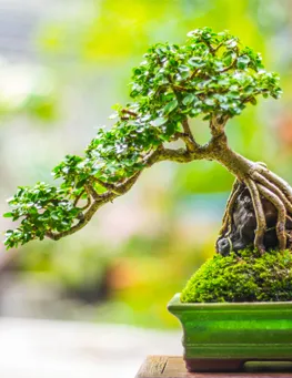 Vật Tư Chuyên Dụng Cho Cây Kiểng Lá Và Bonsai đa Dạng